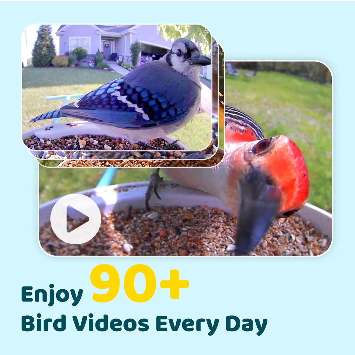 NETVUE Birdfy AI Smart Bird Feeder Camera Solar Powered, AI Auto Capture Bird Videos & Identify 6000+ Bird Species, Cloud Storage & Birdwatching On Live, Ideal Present (Sky Blue)