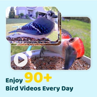 NETVUE Birdfy AI Smart Bird Feeder Camera Solar Powered, AI Auto Capture Bird Videos & Identify 6000+ Bird Species, Cloud Storage & Birdwatching On Live, Ideal Present (Sky Blue)