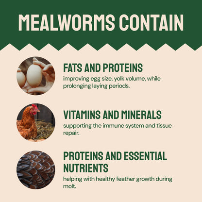 Hatortempt Bulk Dried Mealworms, 10 Lbs – Non-GMO Mealworms for Chicken & Birds - Insect Protein for Poultry Feed - Worms for Chickens, Laying Hens, Quail, Ducks - Bird Seed Alternative