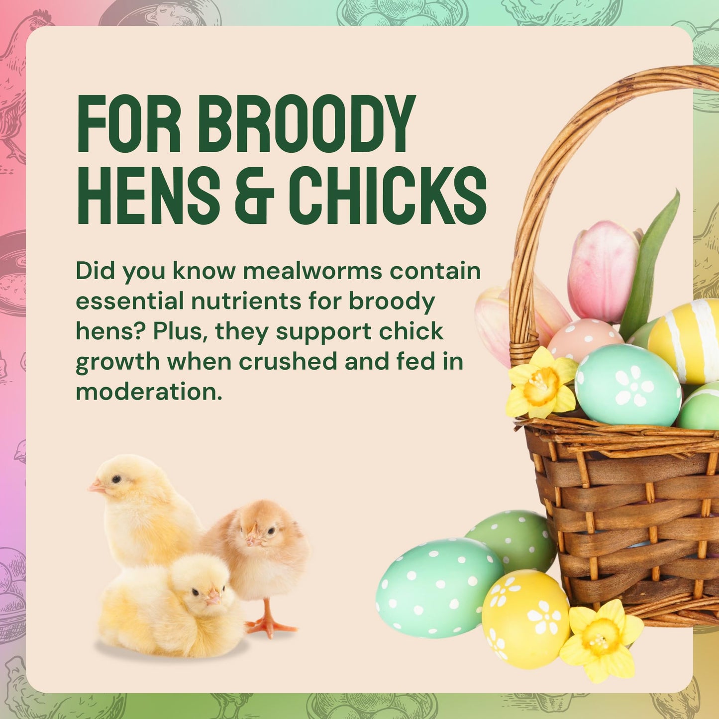 Hatortempt Bulk Dried Mealworms, 10 Lbs – Non-GMO Mealworms for Chicken & Birds - Insect Protein for Poultry Feed - Worms for Chickens, Laying Hens, Quail, Ducks - Bird Seed Alternative