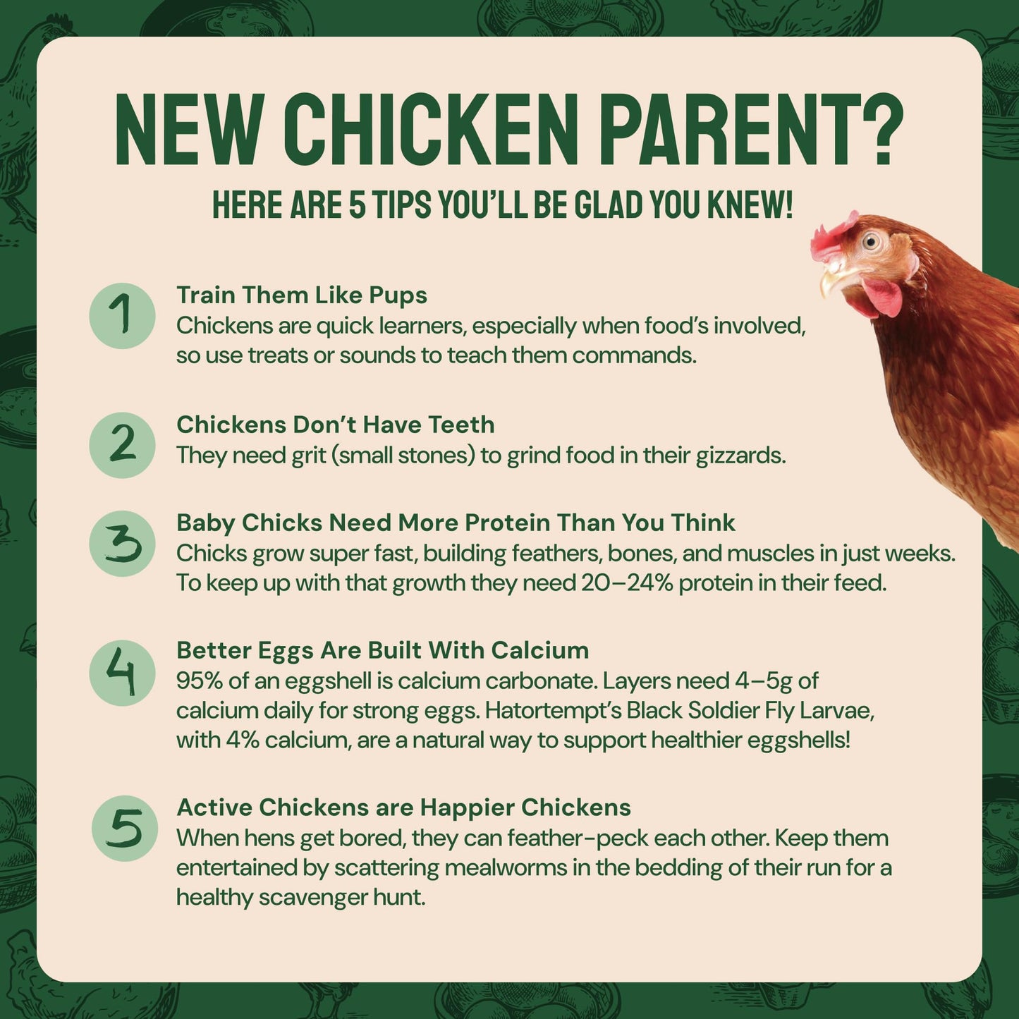 Hatortempt Bulk Dried Mealworms, 10 Lbs – Non-GMO Mealworms for Chicken & Birds - Insect Protein for Poultry Feed - Worms for Chickens, Laying Hens, Quail, Ducks - Bird Seed Alternative