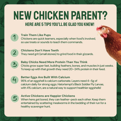 Hatortempt Bulk Dried Mealworms, 10 Lbs – Non-GMO Mealworms for Chicken & Birds - Insect Protein for Poultry Feed - Worms for Chickens, Laying Hens, Quail, Ducks - Bird Seed Alternative