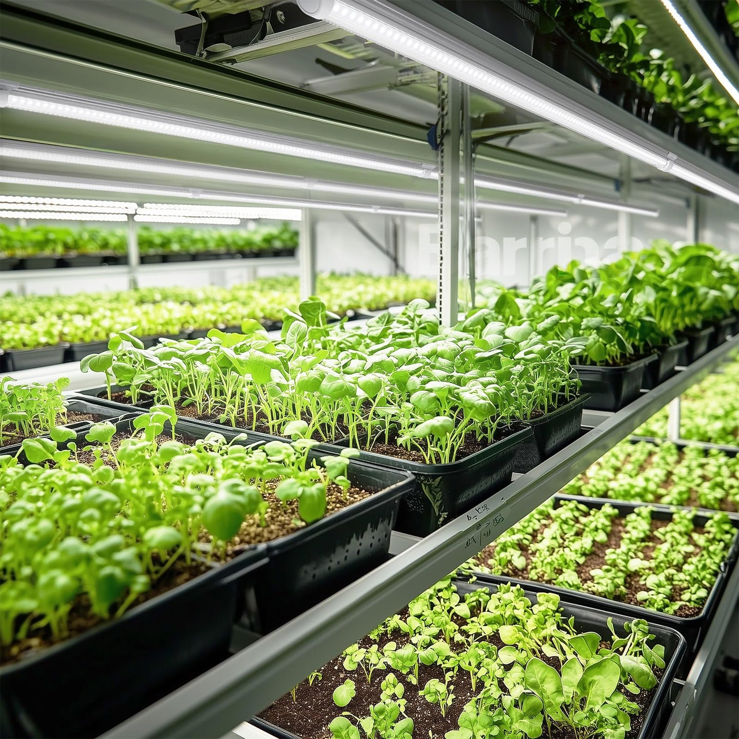 Barrina Plant Grow Light, 4FT 5000K Full Spectrum White, 252W(6 x 42W), T8 LED Grow Light, Growing Lamp Fixture, Plant Light for Indoor Plant, 6-Pack