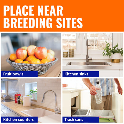 Terro Fruit Fly Traps for Indoors (6 Pack) + 270 Days of Lure Supply