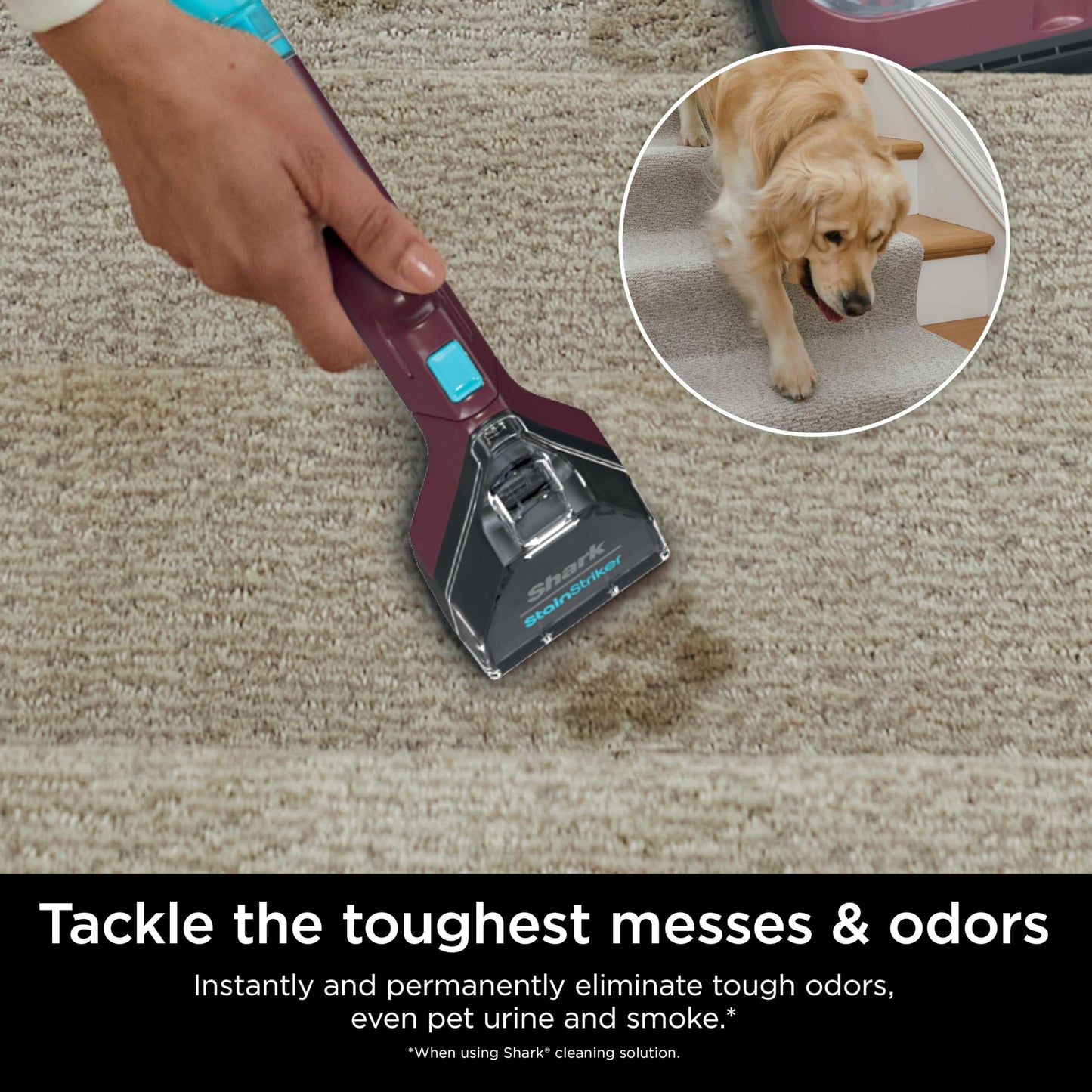 Shark Carpet Cleaner Machine, Portable Upholstery StainStriker, Spot, Odor & Stain Remover, 2 Carpet Cleaner Solutions, 3 Tools, Perfect for Pet Hair, Area Rugs, Couches, Burgundy, PX203BRN